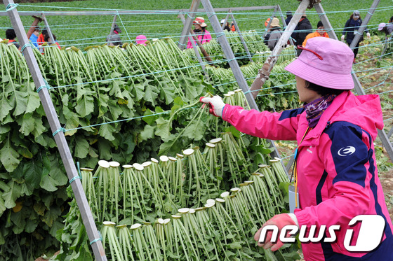 ‘양구시래기’ 본격 출하…생산농가 180억원 소득 예상