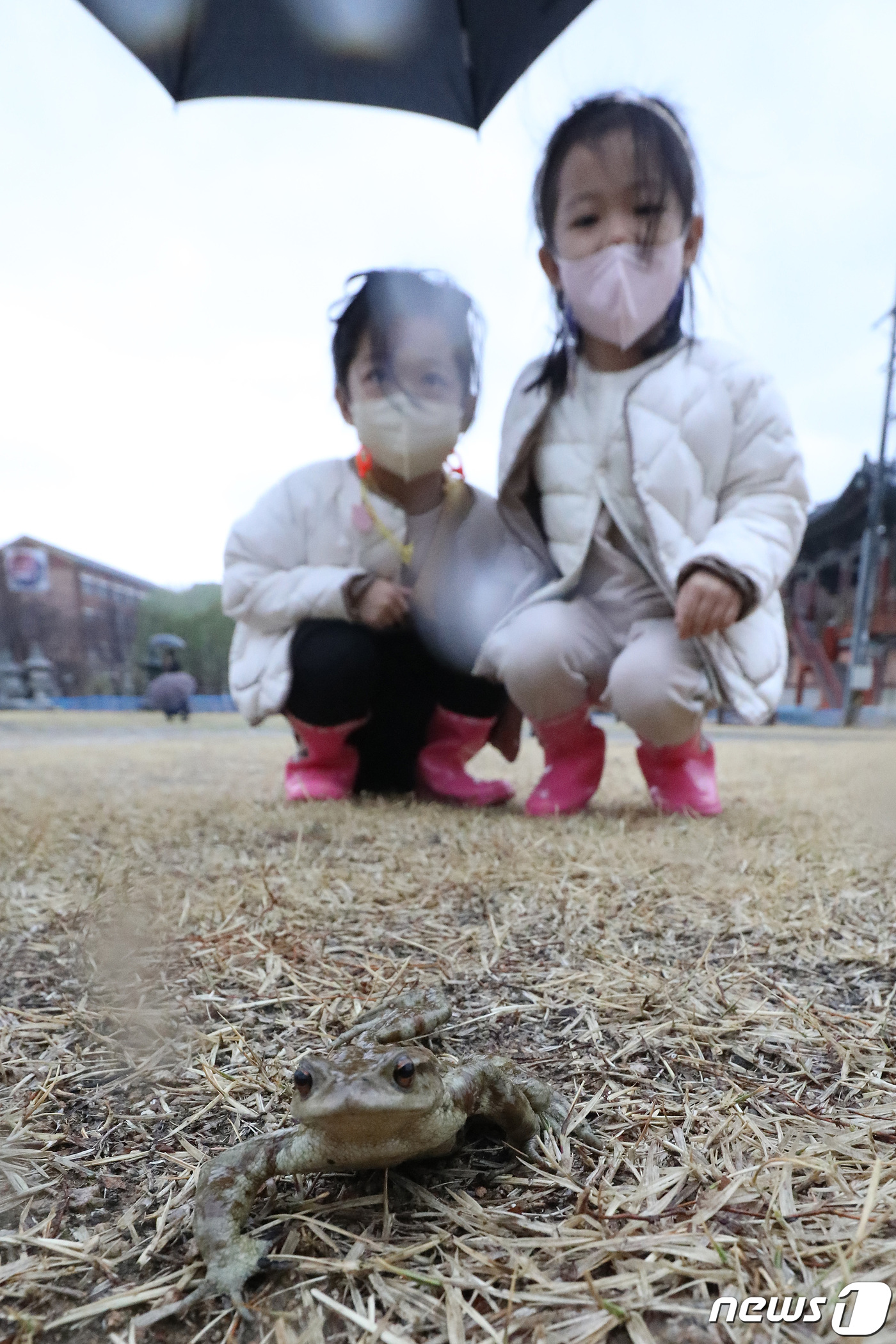 두꺼비, 안녕?