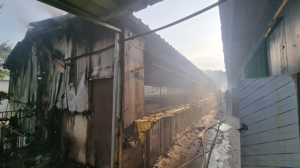 공주 남산리 돈사서 불…돼지 350여 마리 폐사