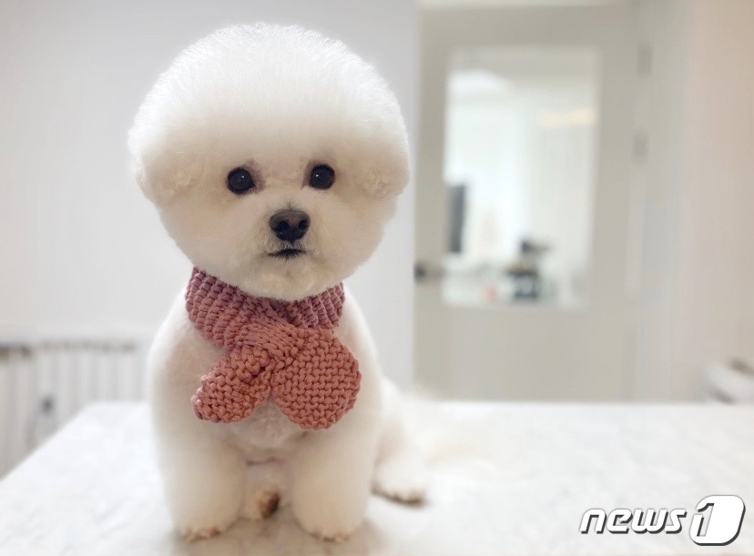 강아지 소변에 피가…요로결석 진단에 보호자 선택은[벳앤패밀리]