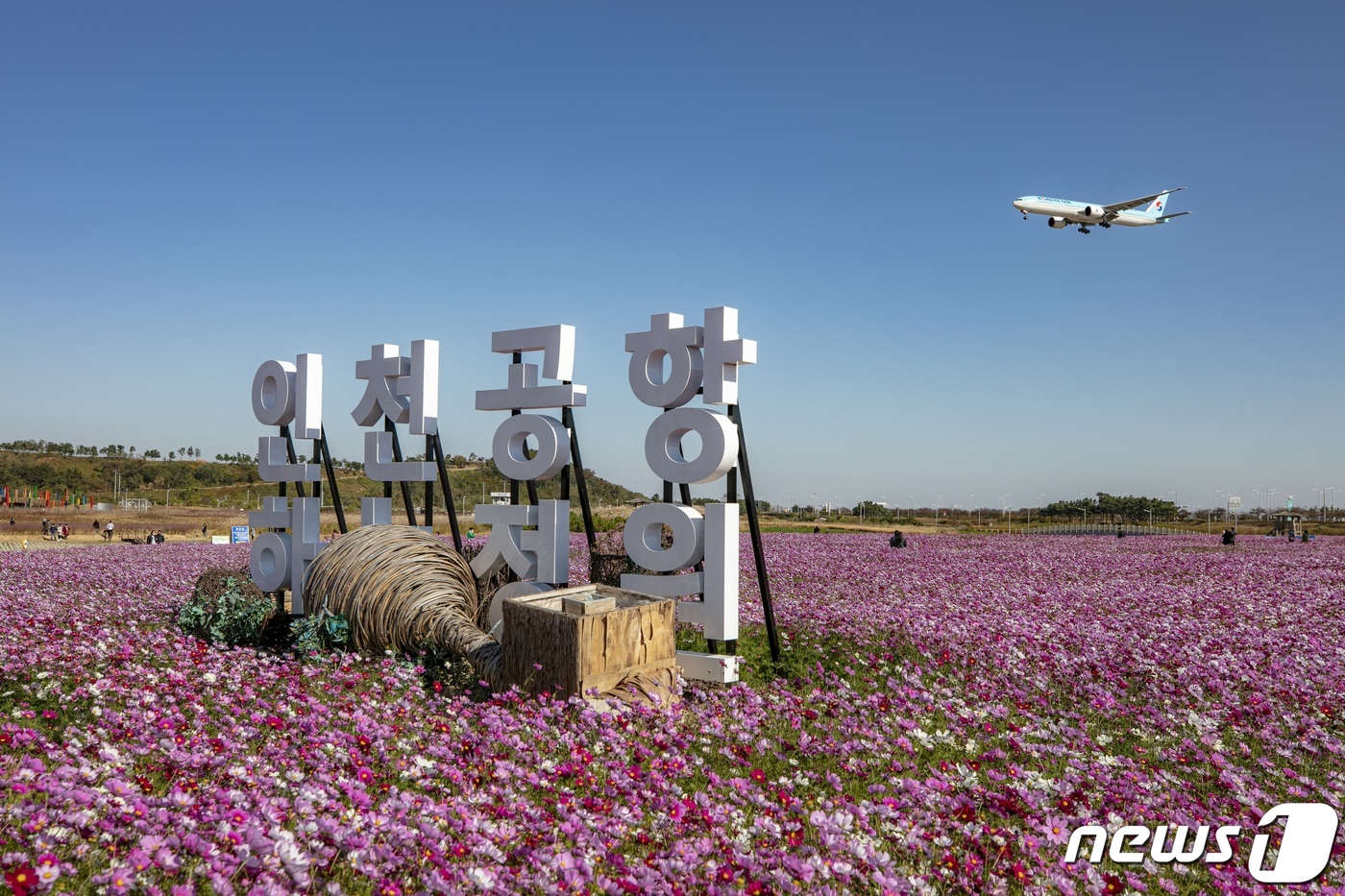 인천공항 하늘정원 코스모스 꽃밭 개장