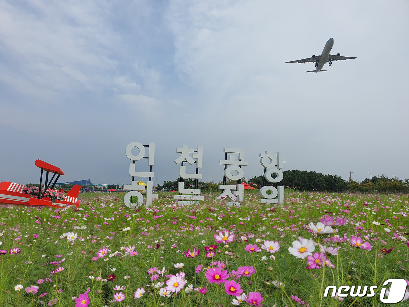 인천공항 하늘정원 수놓은 코스모스