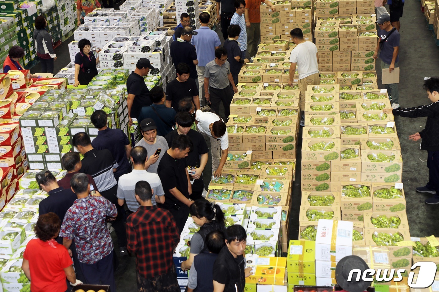 추석 앞둔 제주 농산물 공판장 북적