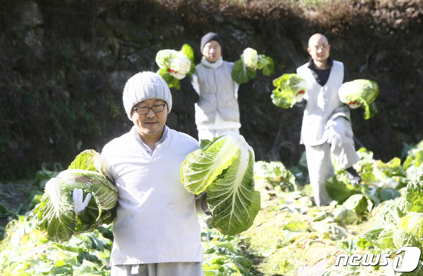 월동 채비 순천 송광사 스님 70여명, 1500포기 김장 울력