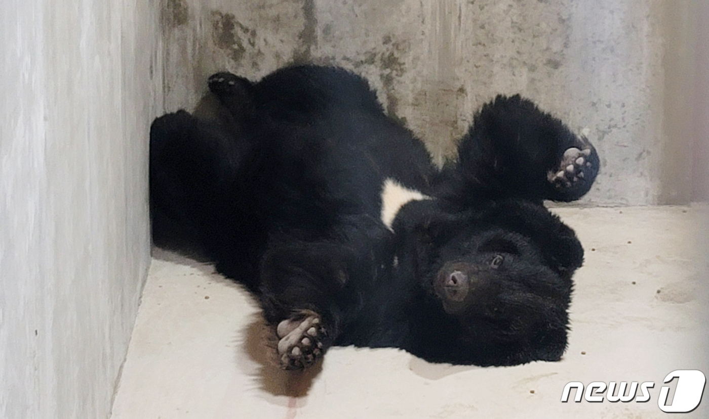 당진 송악읍 석포리 곰사육농장서 곰 1마리 탈출…엽사 긴급투입(3보)