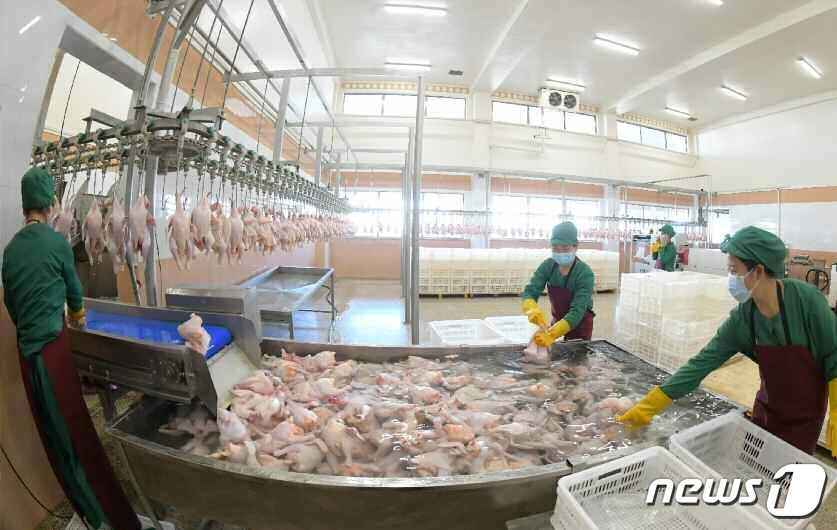 조업하고 있는 北 광천닭공장 근로자들