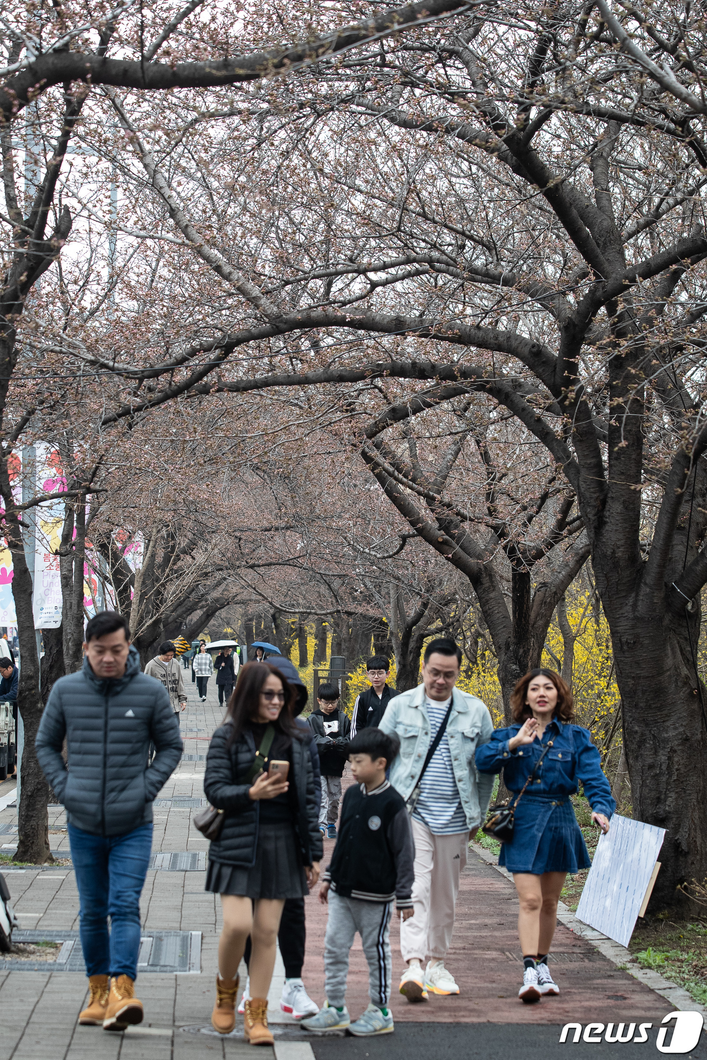 아직은 벚꽃 없는 벚꽃길