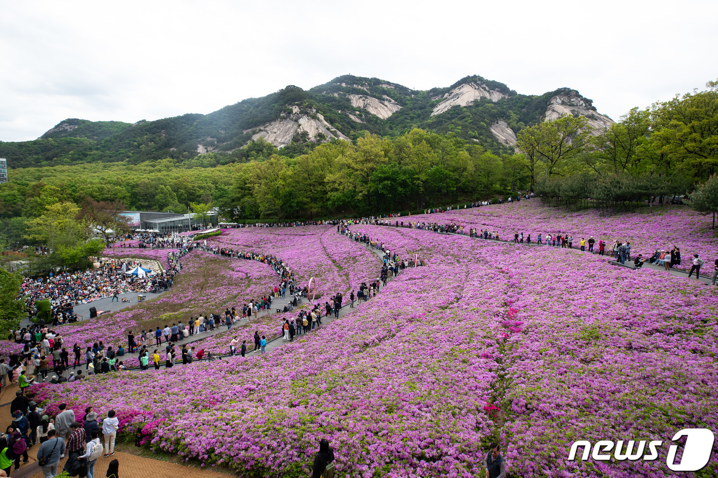 불암산 자락의 철쭉동산