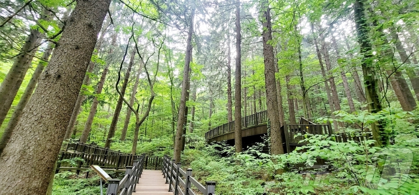 덕유산·두타산·용현 자연휴양림서 산책하며 힐링하세요