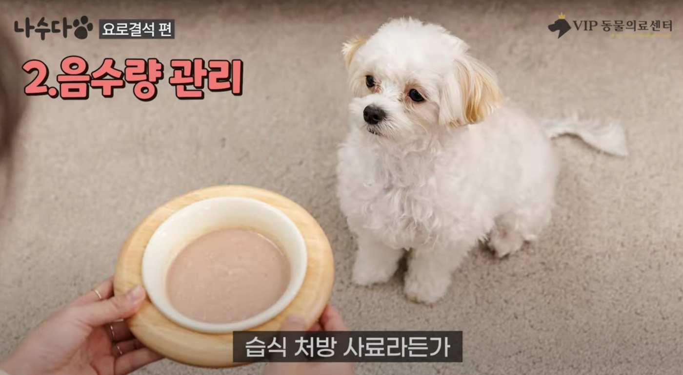 이 음식 주면 좋다?… 강아지 요로결석 유발하는 의외의 음식