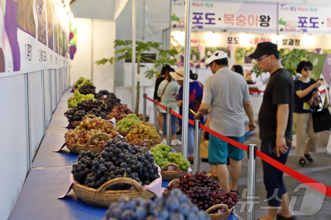 향수옥천 포도·복숭아 축제 이름값…8억 원 판매