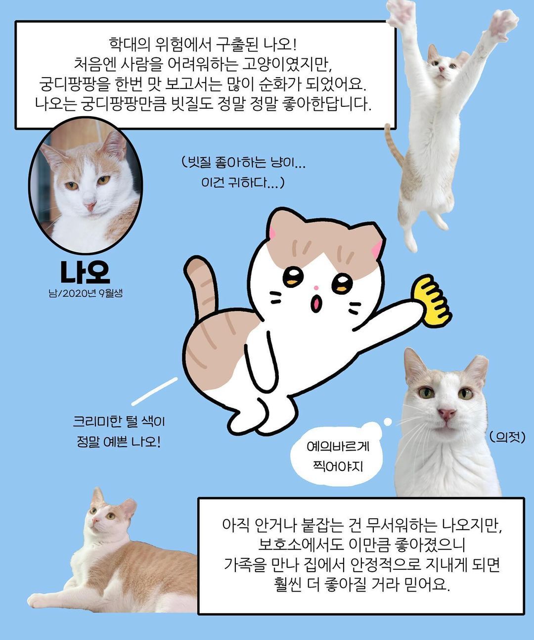 가족 찾는다옹…냐한 남자 올소, 세계 고양이의 날 웹툰 공개