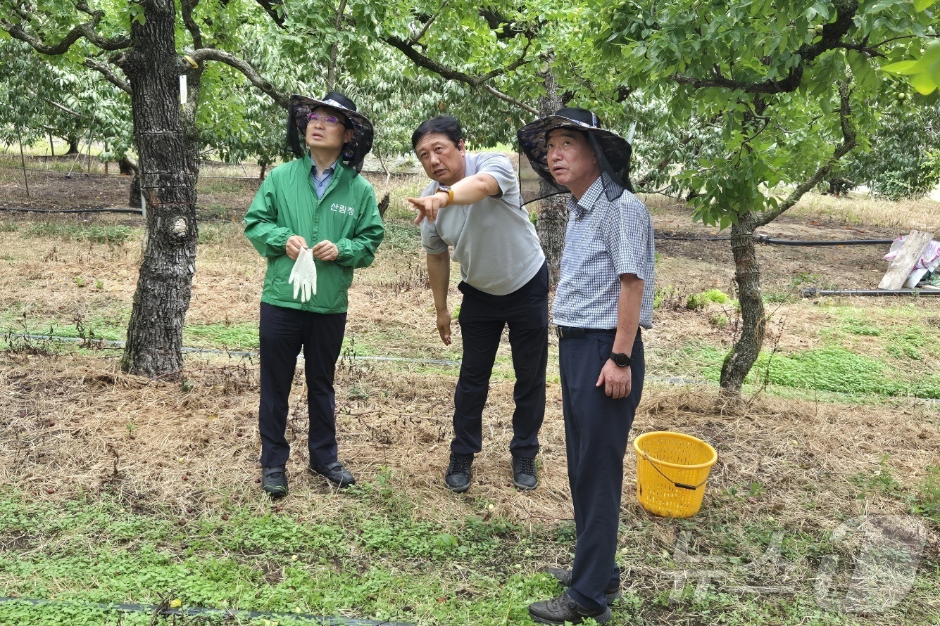 산림청, 추석 성수품 햇대추 출하현장 점검…작황 양호