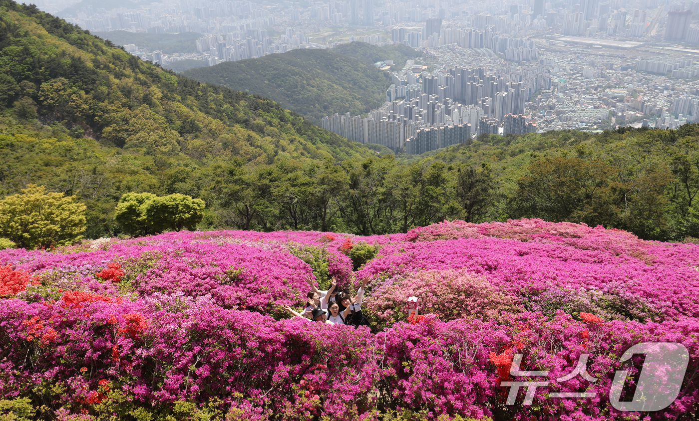부산 백양산 정상서 철쭉 나들이