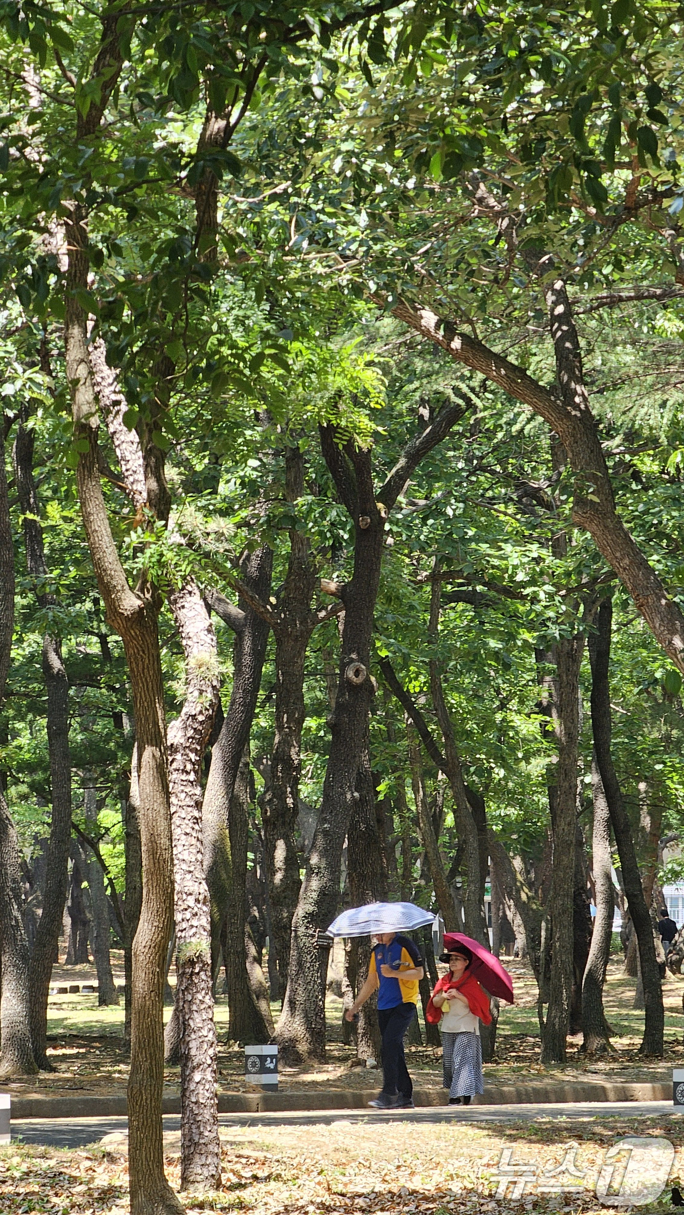 솔향기가 솔솔