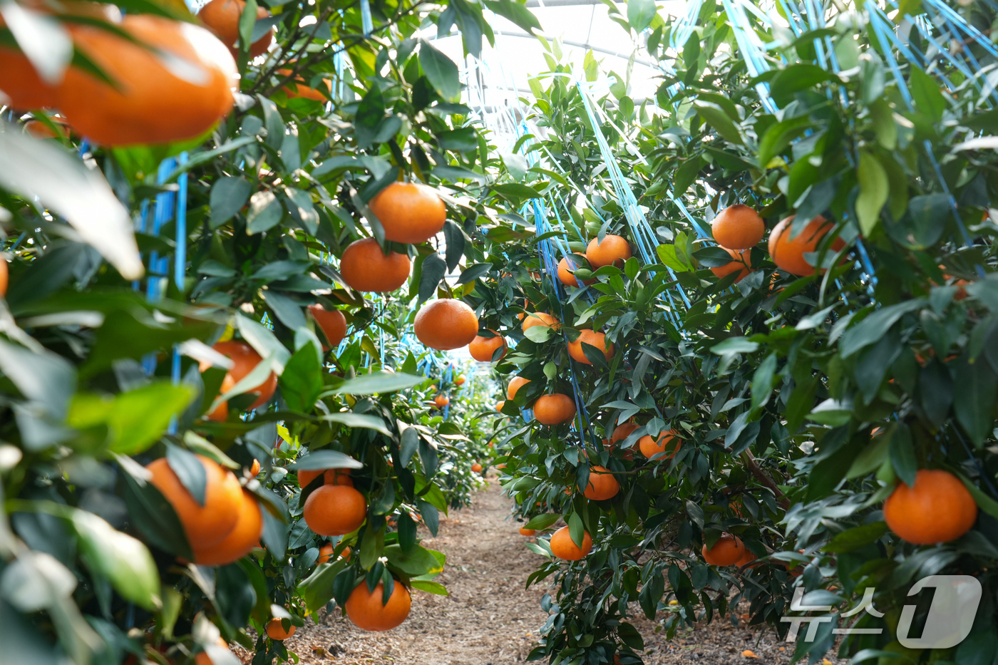 [핫딜] 하루특가 고품질 만다린 귤 상세사진 1