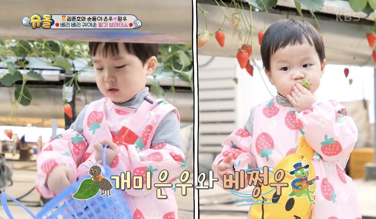 [슈퍼맨이 돌아왔다] 딸기 농장 접수하러 온 은우+정우, 최애 간식이 주렁주렁~ 행복 웃음 만발!