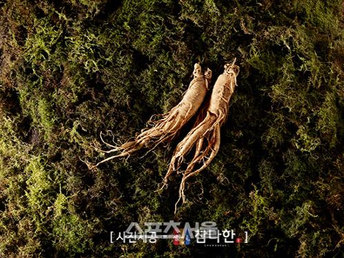 참다한 홍삼 뇌출혈 예방에 효과적, 제조방식 꼼꼼히 따져야