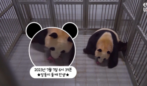 푸바오, 동생 생겼다..국내최초 ‘쌍둥이 판다’ 탄생