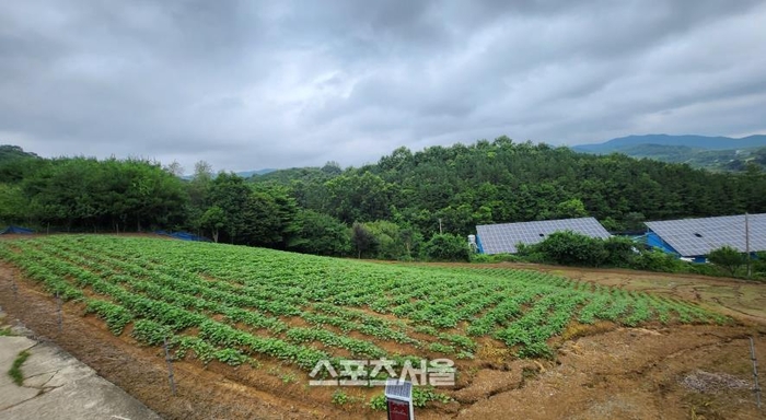 진안 마이산골 정보화마을  호박고구마 체험 텃밭 분양...병충해에 강하고 당도 높아