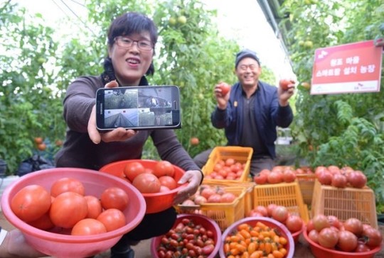 스마트폰과 비닐하우스가 만나면