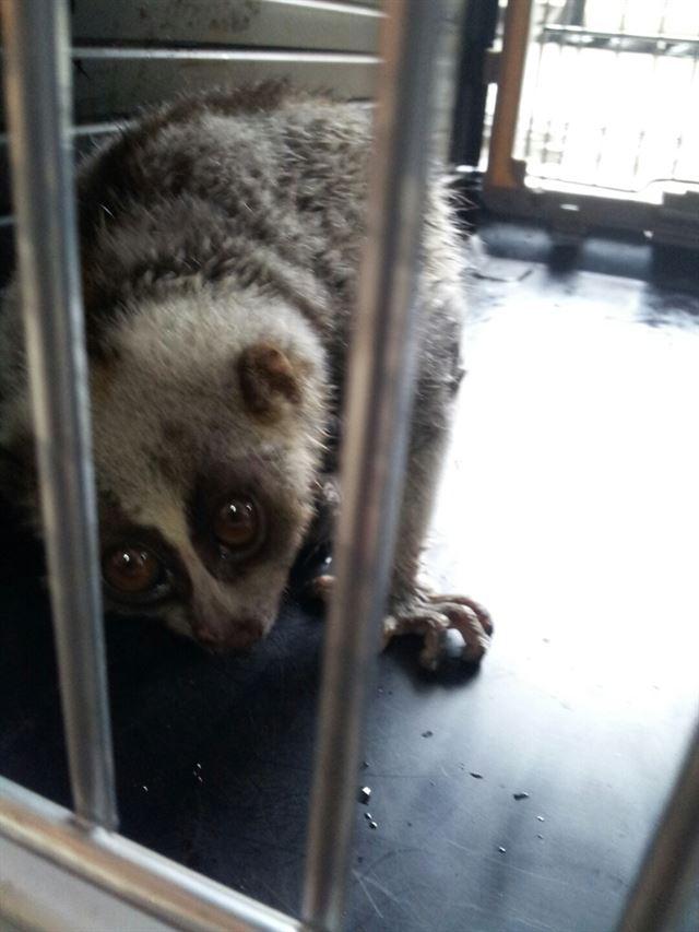 부산서 희귀종 ‘늘보원숭이’ 잇따라 발견… 왜?