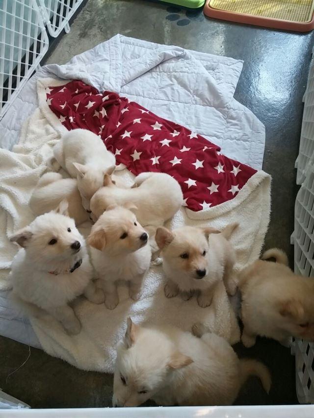 개팔자 상팔자? 토종견에겐 꿈 같은 일
