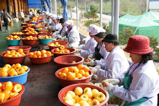 전국 3대 곶감 생산지 논산 양촌면... 설 대목 맞아 주문 밀려 진땀