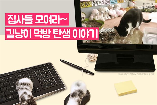 [카드뉴스] 집사들 모여라~ 길냥이 먹방 탄생 이야기