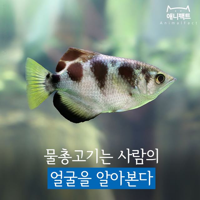[애니팩트] 물총고기는 사람 얼굴을 알아본다