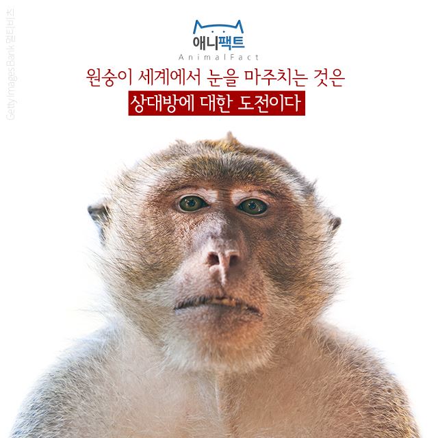 [애니팩트] 원숭이 세계에서 눈을 마주치는 것은 상대방에 대한 도전이다