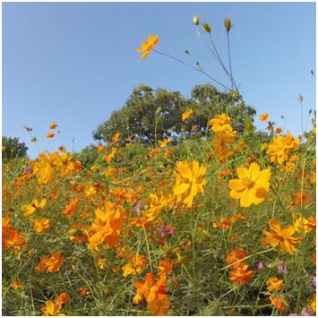 [영상] 뚜벅이를 위한 가을 나들이 추천 장소