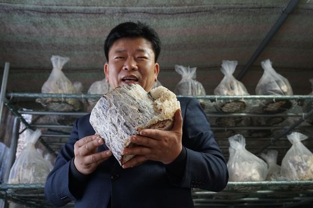 “힘들게 재배한 잎새버섯, 생명 살리는데 써야죠”
