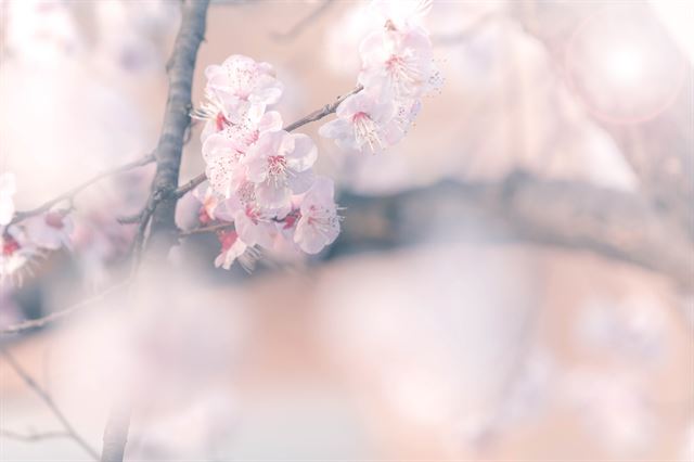 성큼 다가온 벚꽃 시즌, 이통사들 ‘벚꽃 대전’ 준비