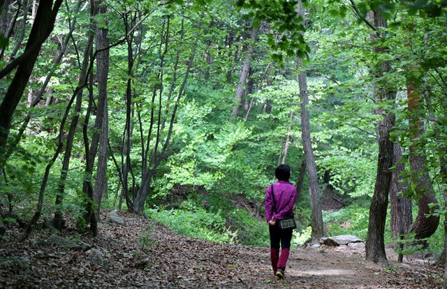오솔길 따라 계곡물 따라…6월의 자연휴양림 4곳