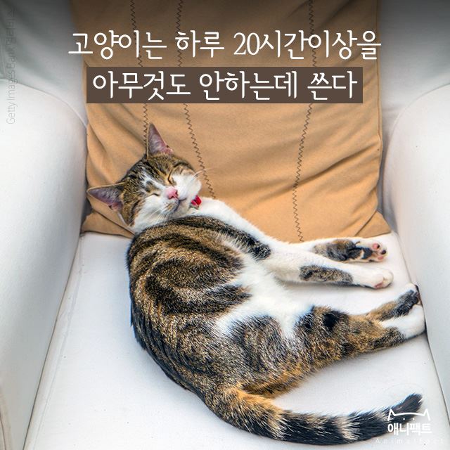 [애니팩트] 고양이는 하루 대부분을 아무것도 안 하는데 쓴다
