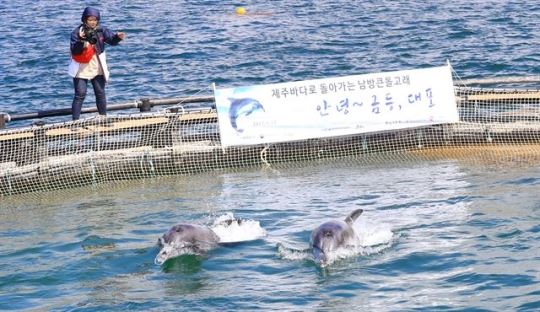 돌고래 금등이와 대포 18일 제주 바다로