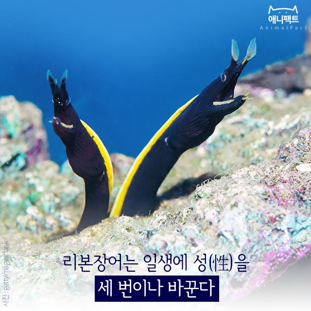[애니팩트] 리본장어는 일생에 성(性)을 세 번이나 바꾼다