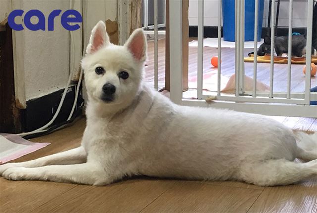 아이들과도 잘 지내요~ 순둥이 스피츠 믹스견