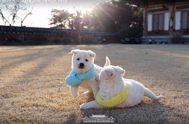 청와대 크리스마스 선물 받은 풍산개 강아지들 공개