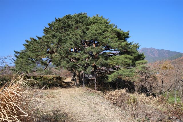 산림청, 안면도 소나무숲 등 5곳 국가산림문화자산 추가 지정