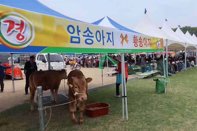 군위축산업협동조합 ‘축산인한마음대축제’ 2000여명 참가 성황