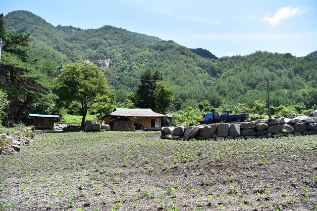 홍차처럼 와인처럼…삼척 덕풍계곡의 황금빛 매력