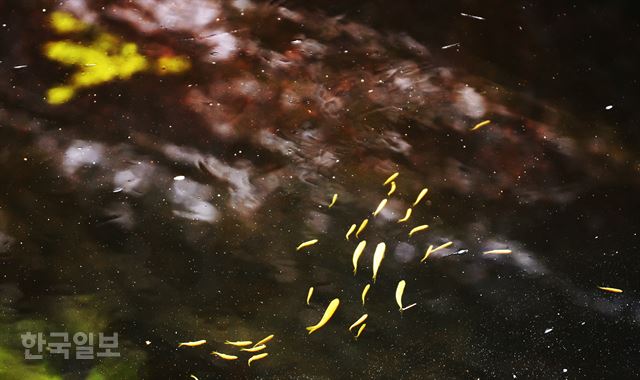 홍차처럼 와인처럼…삼척 덕풍계곡의 황금빛 매력