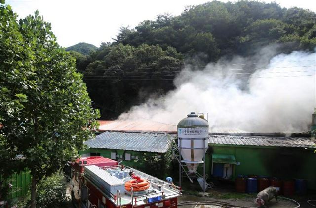 문경 돼지 축사 화재… 3000마리 중 상당수 불에 타 죽어