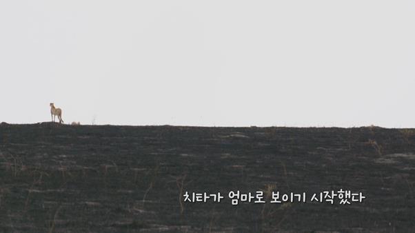 ‘라이프 오브 사만다’ 싱글맘 치타 이야기, 모든 연령대 공감 시킨 웰메이드 다큐