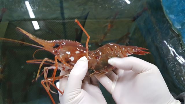독도 ‘도화새우’ 30만 마리 울릉도와 독도 품으로