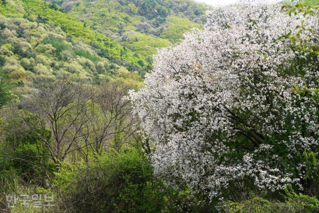 [자박자박 소읍탐방] 산벚 진다고 봄이 시들까... 꽃을 타고 오르는 산골의 신록