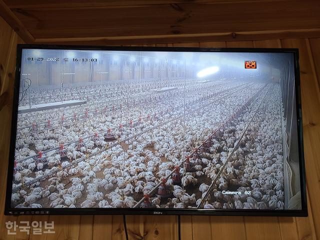 치킨 2만원? 닭 키우는 인건비 10년 넘게 마리당 180원 육계농가의 한탄