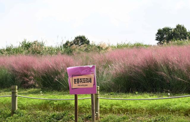 잠깐, 어서 나오세요… 핑크뮬리·댑싸리 오래 즐기는 법 [사진잇슈]
